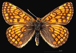 Euphydryas cynthia alpicola ♀