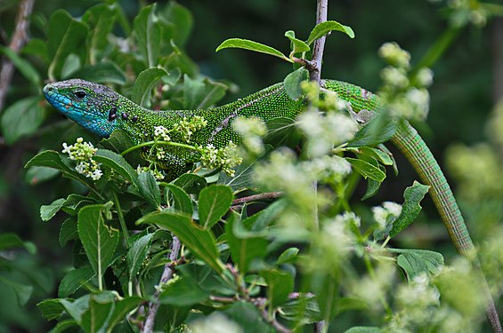 2018 #wildlife: Superbe777 – Gușter în Codrii Tigheci