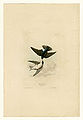 98. White-bellied Swallow