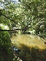 Kedron Brook looking upstream, Kalinga Park, Kalinga (2021)