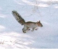 AZ gray squirrel.jpg