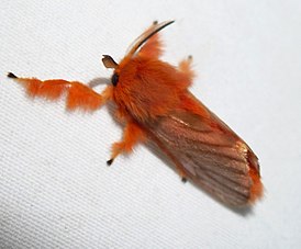 Dalceridae