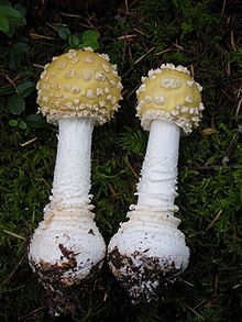 Amanita muscaria var. formosa sensu Thiers.jpg