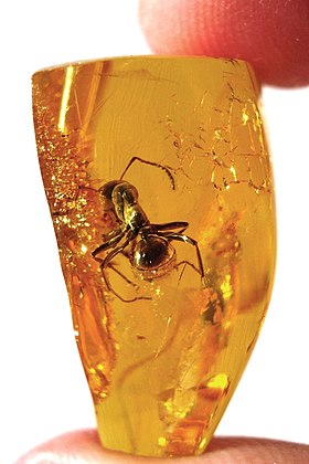 Mravenec zalitý v jantaru, jakožto fosilie zkamenělé pryskyřice (vzorek mezi bříšky prstů)