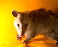 Erszényes patkány (Oposszum)