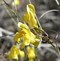 Antirrhinum filipes