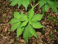 伊豆半島では、ホソバテンナンショウとの間で大規模な交雑が起こっていることが明らかであるとされ、小葉の数が多いなど、見かけ上の変異が大きい。