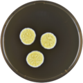 Aspergillus neoflavipes growing on MEAOX plate