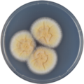 Aspergillus westlandensis growing on CYA plate