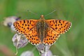 Balkan fritillary, upper side of wings