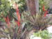 Vriesia splendens