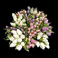 Un bouquet de tulipes. (définition réelle 2 500 × 2 500)