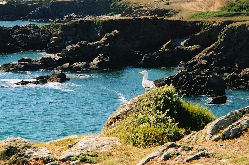 Côte sauvage île d'yeu.jpg