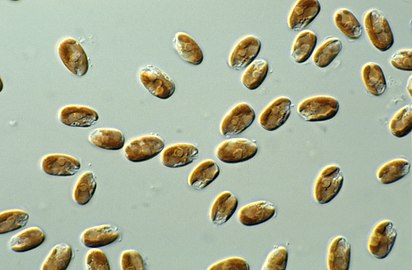 Cryptophytes under light microscope