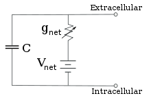 Reduced circuit obtained by combining the ion-specific pathways using the Goldman equation Cell membrane reduced circuit.svg