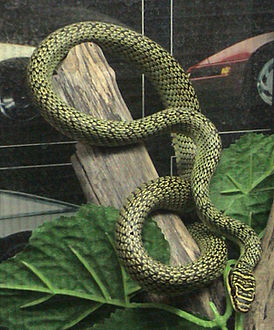 Обыкновенная украшенная змея