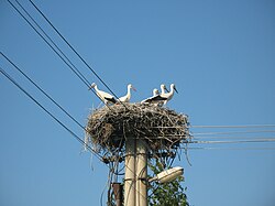 Fehér gólya fiókái Hetményen, 2011-ben