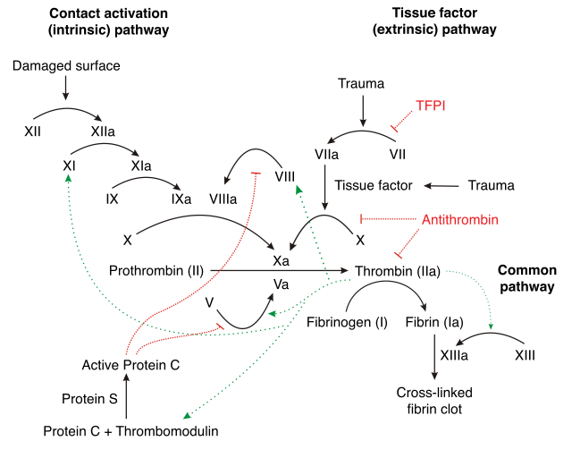 Schematic diagram of the blood coagulation and protein C pathways. In the blood coagulation pathway, thrombin acts to convert factor XI to XIa, VIII to VIIIa V to Va, fibrinogen to fibrin. In addition, thrombin promotes platelet activation and aggregation via activation of protease-activated receptors on the cell membrane of the platelet. Thrombin also cross over into the protein C pathway by converting protein C into APC. APC in turn converts factor V into Vi, and VIIIa into VIIIi. Finally APC activates PAR-1 and EPCR.