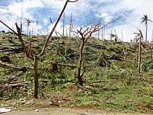 Coconut trees destroyed by Typhoon Bopha in Boston, Davao Oriental in 2012 Coconut trees destroyed by Typhoon Bopha in Boston, Davao Oriental.jpg