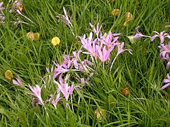 Herbstzeitlose (Colchicum autumnale)