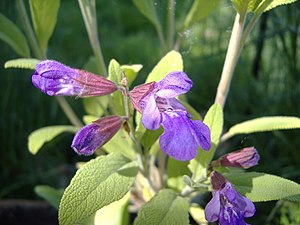 Salvia officinalis.