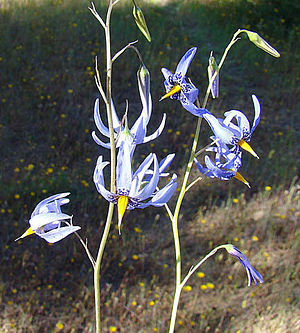 Conanthera bifolia