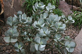 Crassula arborescens