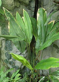 Cyclanthus bipartitus