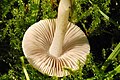 Cystolepiota.seminuda2.-.lindsey.jpg