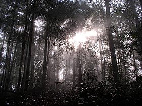 Рассвет в джунглях Калимантана