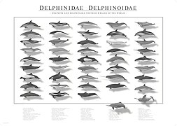 Dolphins and dolphinlike toothed whales