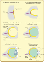 Miniatura para Evolución del ojo