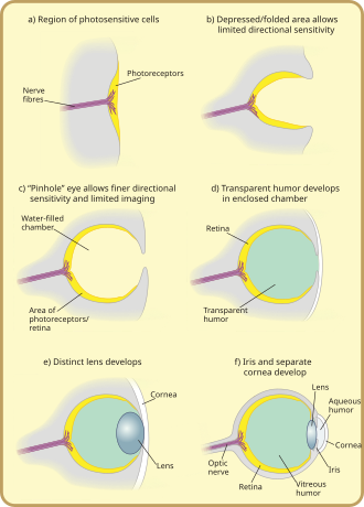 Evolution of the mollusc eye Diagram of eye evolution.svg