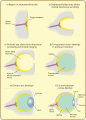 Serie di immagini progressive che illustrano l'evoluzione dell'occhio.