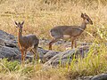 Dik-dik