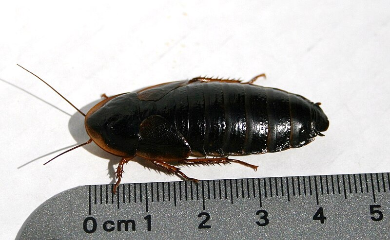 800px-Dubia-cockroach-female-near-ruler.jpg