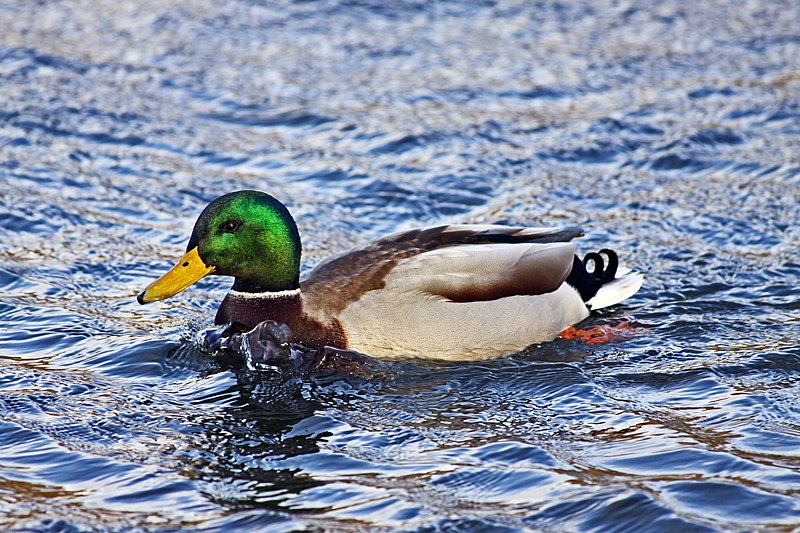 Dick hillhouse big lake duck call