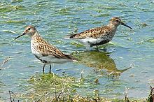 Bonte strandloper in zomerkleed