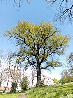 Eiche alter Friedhof