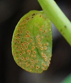 A rust-afflicted leaf by the fungus Endophyllum euphorbiae-sylvaticae. Endophyllum euphorbiae-sylvaticae 135015352.jpg