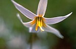 Miniatura para Erythronium albidum