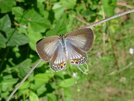 Euchrysops cnejus