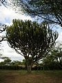 Euphorbia candelabrum