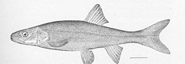 Ptychocheilus oregonensis