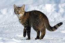 a small brown cat in the snow pauses to turn and look at the viewer