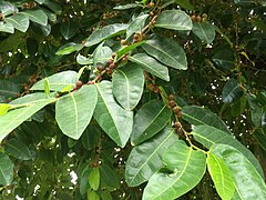 Ficus tinctoria