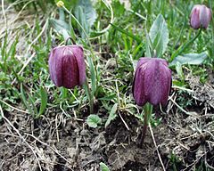 Description de l'image Fritillaria tubiformis 20052002 2.JPG.