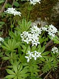 Vignette pour Galium odoratum