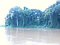 Forêt-galerie sur une île de la rivière Mbam près de Bafia (Cameroun)