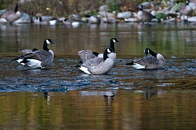 One of my favorite pictures of these geese on Spokane River